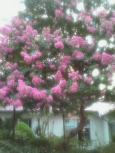 さるすべりの花 さるすべりの花