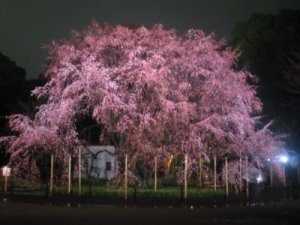3月24日のしだれ桜