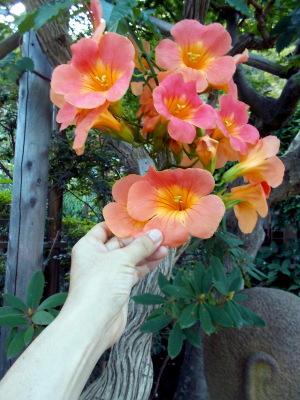0905凌霄花 0905凌霄花