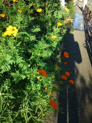 0815キバナコスモス(黄花秋桜) 0815キバナコスモス(黄花秋桜)