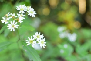 1103高尾山の花