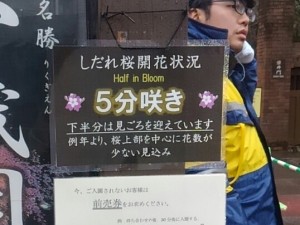 0331五分咲きですが