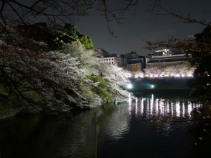 0402夜桜