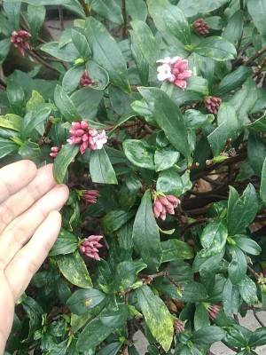 20200215沈丁花 20200215沈丁花