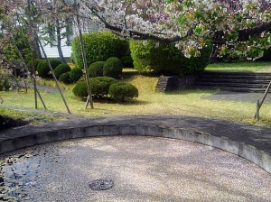 20220413花筏 20220413花筏