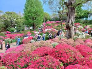 20230412根津神社