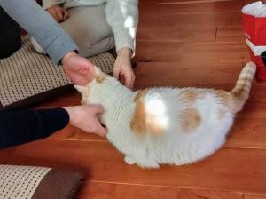 20240104猫 20240104猫
