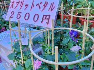 20250706スプリットペタル 20250706スプリットペタル