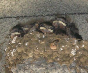 今年も近所につばめが巣を作り、４匹の雛がかえりました！