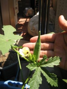 こんな小さな鉢植えでも食べられる実ができるのですね。
