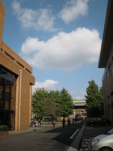 大学のいちょう。色づくまでもう少しかかりそうです。