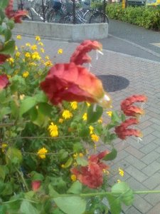 何ていう花だろう？