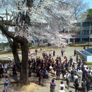 入学式の桜