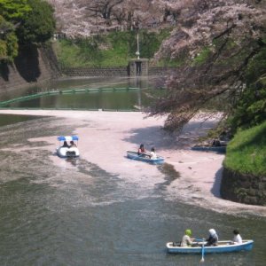 桜色のじゅうたん