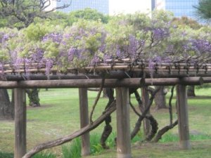 浜離宮の藤だな